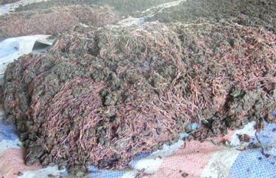 养殖蚯蚓的销售渠道 饲料原料销售策略与实践