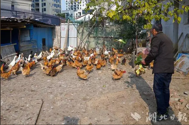 武汉养鸡第一镇开辟新蓝海 升级宠物经济产业链与饲料原料销售