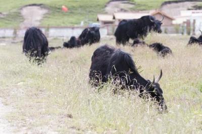 湖南肉牛高效催肥与精准饲喂全攻略