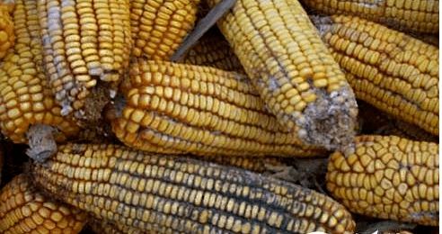 夏季饲料防霉与原料销售策略 保障品质，赢得市场